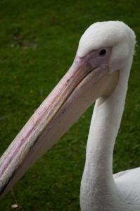 pelicans616
